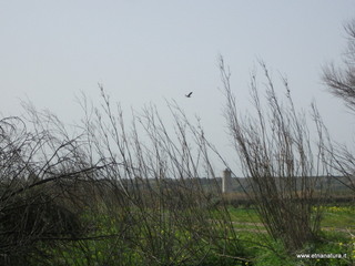 lle del Simeto-24-02-2013 10-12-21